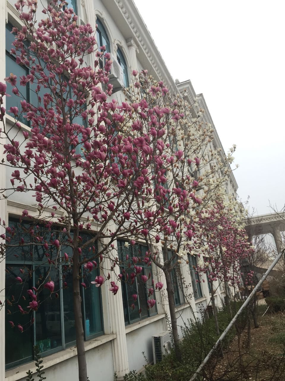 白玉兰