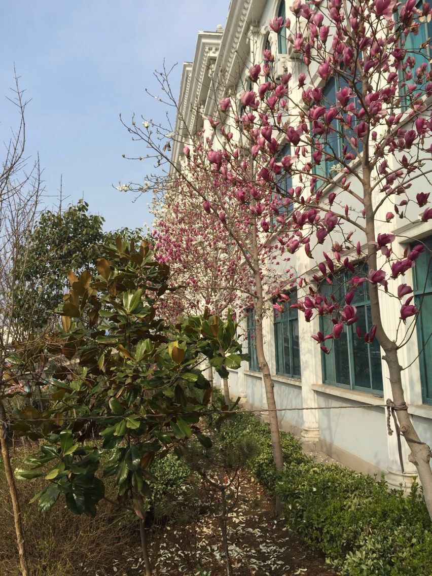 工业园里的玉兰花