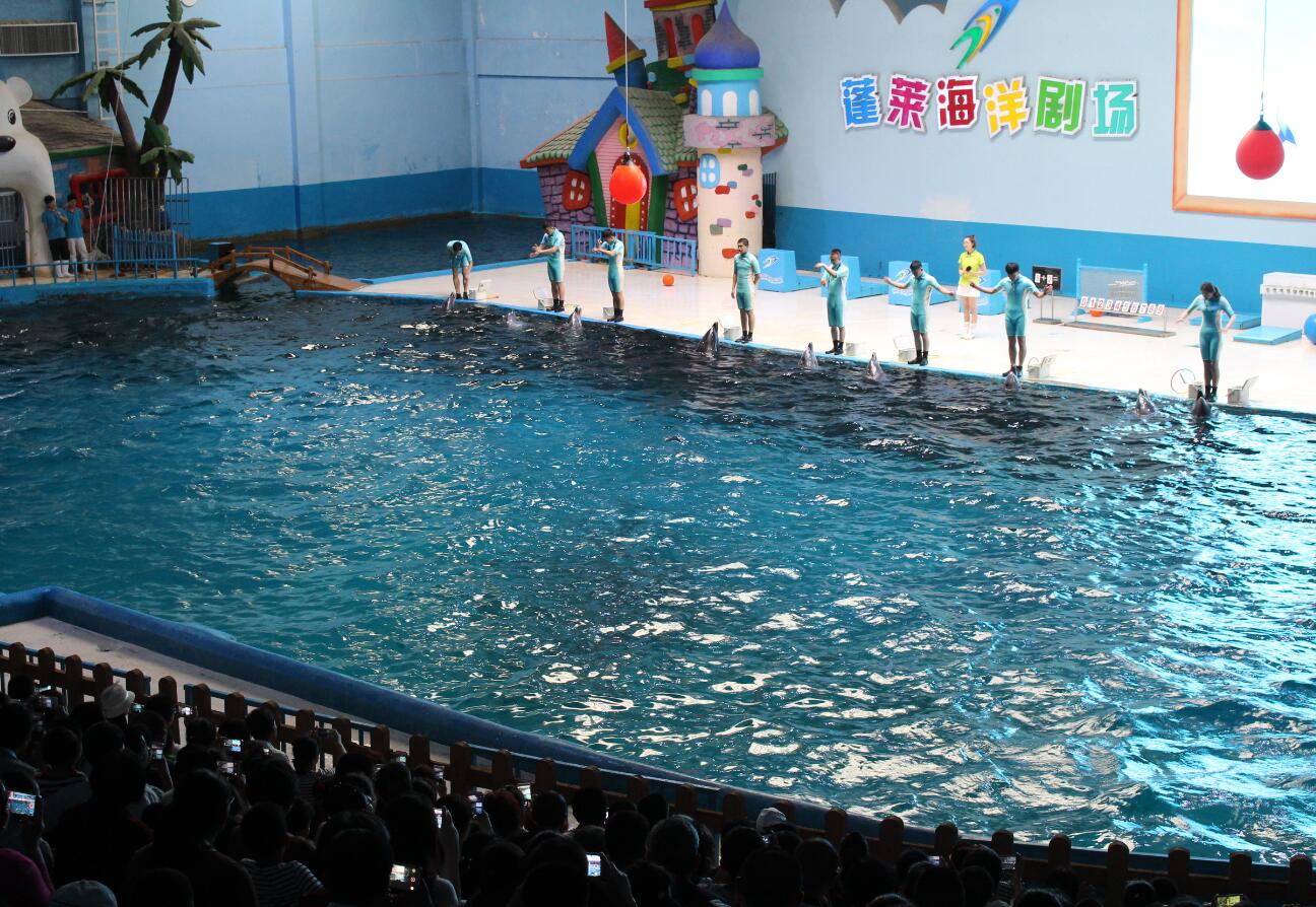 蓬莱极地海洋海豚表演